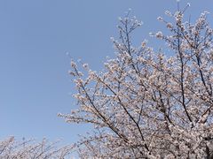 -高东镇樱花园