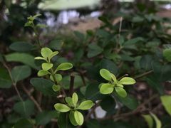 -观桥阁(锦溪店)