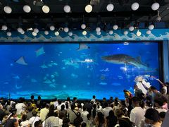 -烟台海昌鲸鲨海洋公园