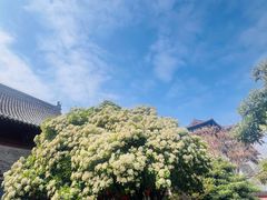 -洛阳周公庙博物馆