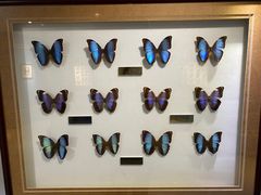 -上海昆虫博物馆