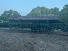 -上海野生动物园