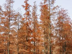 -白鹭湾湿地公园