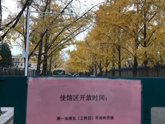 -三里屯东五街银杏大道
