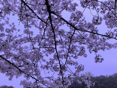 -高东镇樱花园