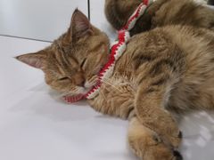 -COLOR PETS 撸猫馆·购猫·猫咖(长风大悦城店)