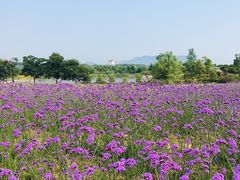 -西京湾花海
