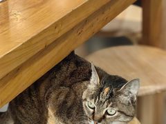 -龙华素斋(龙华路店)