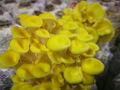 -仙蘑洞