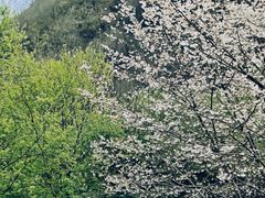 -牛背梁国家森林公园