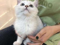 -lincat·猫舍(广州店)