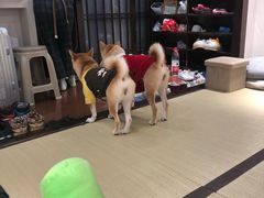 -逗柴咖啡屋·狗咖猫咖宠物桌游