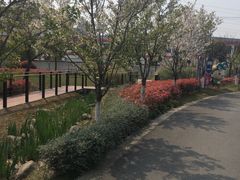 -菊园百果园