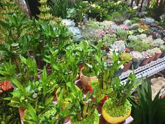 -大自然花鸟鱼虫市场