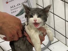 -钦宠·猫咪售卖·洗护·寄养(东圃旗舰店)