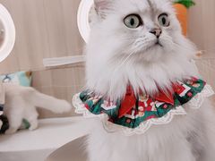 -瞄一喵猫咖(格力海岸店)