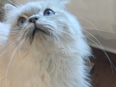 -楼上猫咖(罗湖店)