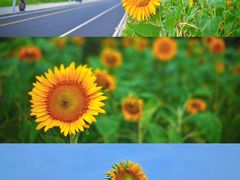 -西山漾湿地公园