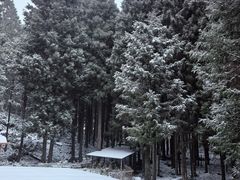 -武陵山森林公园