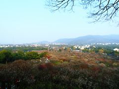 -香雪海