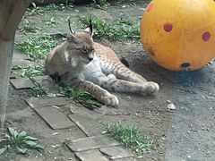 -青藏高原野生动物园
