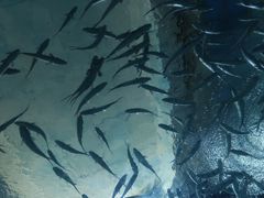 -海合安武汉极地海洋公园