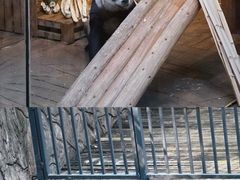 -深圳野生动物园