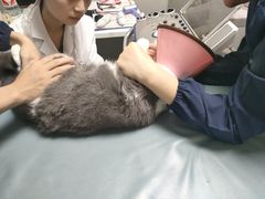 -谐和益家动物医院·免疫绝育·血液透析·宠保定点医院(高新伊藤分院)