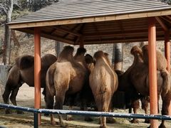 -大连森林动物园