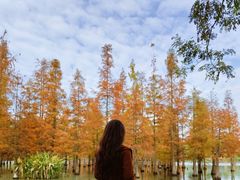 -白鹭湾湿地公园