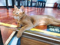 -猫小院猫主题咖啡厅(北锣店)