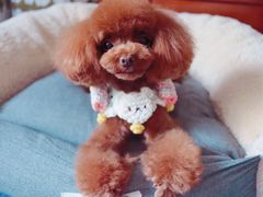 -哈尼爱宠·宠物生活会馆