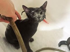 -十年猫舍·猫咪专门店(普陀店)