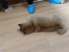 -是阿柴呀！柴犬咖啡·爱喵喵猫咖