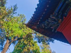 -洛阳白马寺