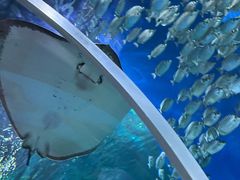 -顺德南宏海立方海洋公园