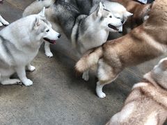 -TrueLove @ Neverland (Husky Cafe)