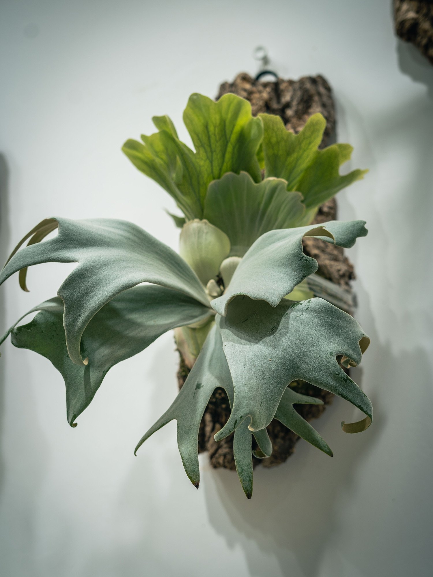 植物界中的艺术家,好美的鹿角蕨