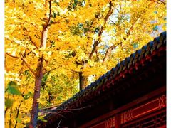 -碑林公园