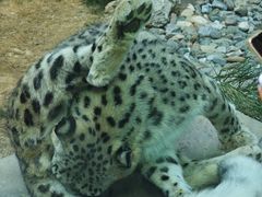 -青藏高原野生动物园
