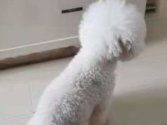 -波姐宠物家庭寄养