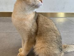 -飞行喵MR PILOT|猫舍·猫咖(静安大融城店)