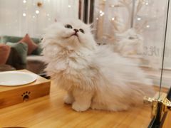 -袖虎·猫馆(体育西路店)
