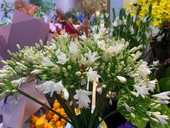 -双季花艺园艺市场(浦东店)