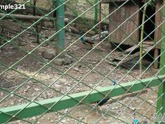 -藏龙百瀑风景区