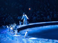 -珠海横琴长隆《卡卡虎奇遇记》