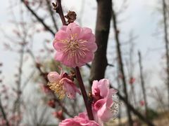 -奈雪的茶(金地广场店)