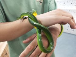 -Moni星球萌宠·小马宝莉·灵蛇·高端高阶全萌宠互动体验俱乐部(红豆国际广场店)