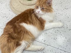 -喵园·猫主题咖啡厅·撸猫·猫咖(国贸店)