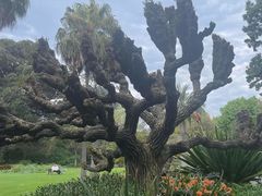 -墨尔本皇家植物园